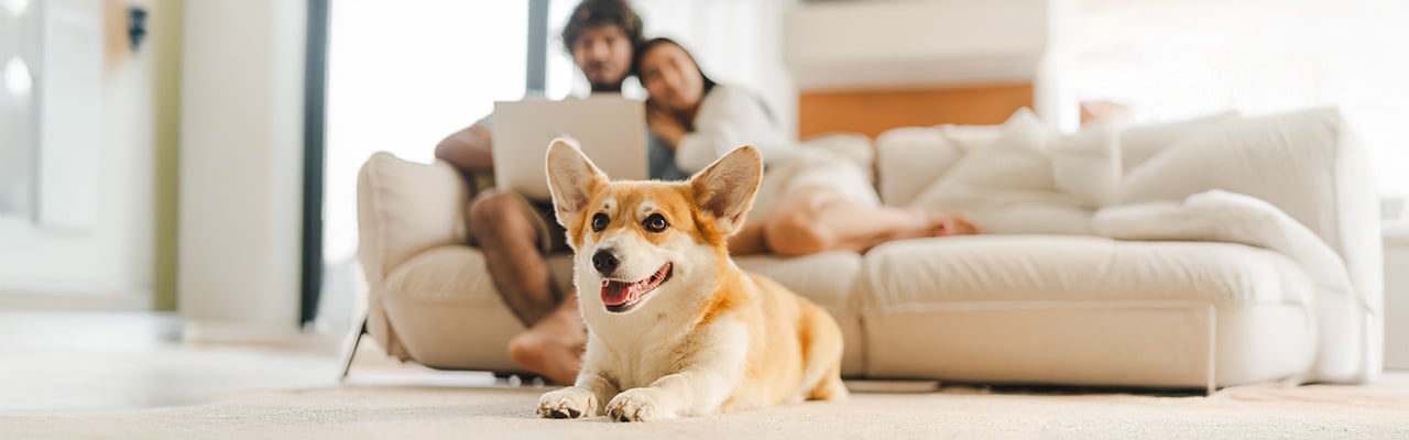 Ventajas que tienen tus perros al vivir en un apartamento pet friendly