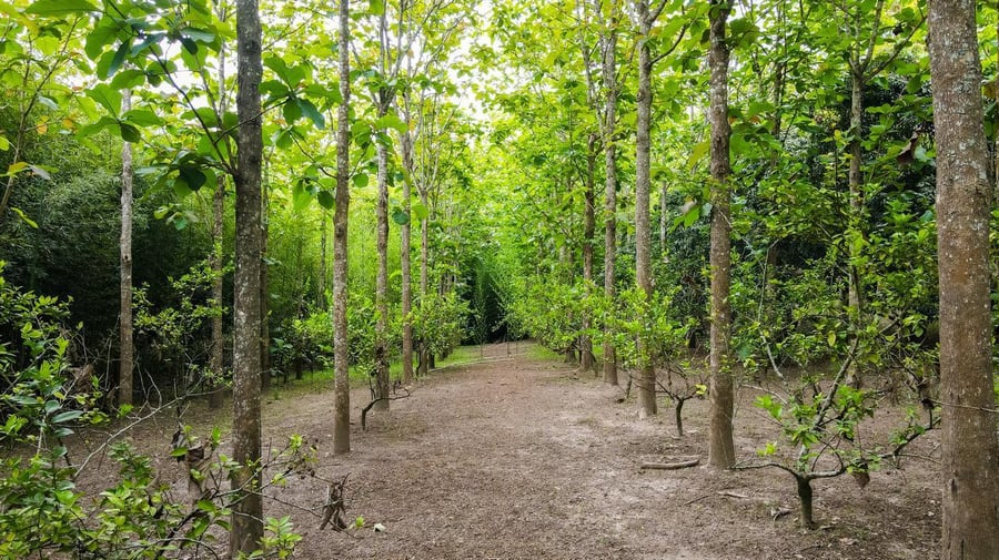 TERRENO  